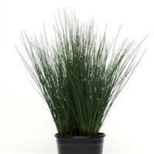 Juncus Grass